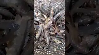 kau fish