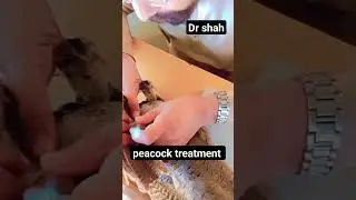Treatment of peacock fever motion and effort | #alsyed#animalhospital