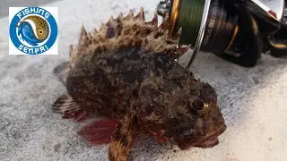 Pesca a fondo in porto, con TANTISSIME SPECIE catturate (LRF con esche naturali)