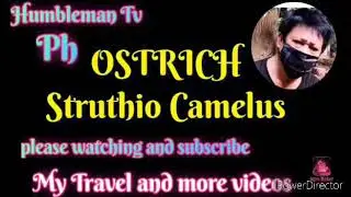 OSTRICH  Struthio  Camelus Ph