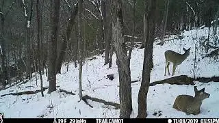 Trail Camera 2019 SE Minnesota Deer Hunting Season During the Rut
