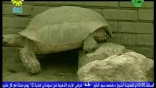 dxsatcs.com : Arabsat 2B at 30.5&deg;E_3 895 RC Tayba TV