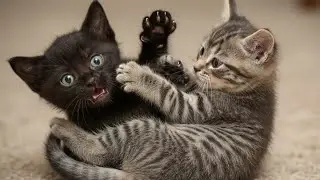 Kitty vs Leo 😹 Baby Cat Play Time 😹 Cat Funny Video 😅  Masti Mode ON
