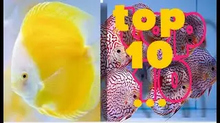 Top 10 Famous Discus Fish Variety in the World