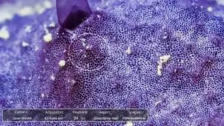 Time lapse of the Indo-Pacific massive sponge Chelonaplysilla sp. displaying particle shedding