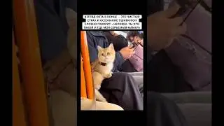 КОГДА ЗАСНУЛ В МЕТРО И ОЧНУЛСЯ НА КОЛЕНЯХ У НЕЗНАКОМЦА!😂🐈#рек #милота #животное #кот