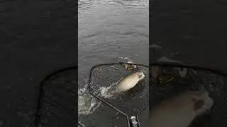 Epic net job on fat fall Musky!! #fishing #pikefishing #fishingequipment #pikelures