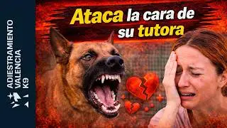 Pastor Belga Malinois destroza cara a tutora. #perros