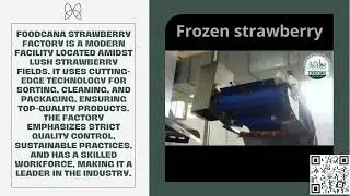 Strawberry Factory uses advanced tech for sorting cleaning, and packaging top-quality