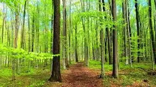 Enchanted Forest Ambience 🍃 45 minutes of Relaxing Piano Music for Sleep, Study & Meditation