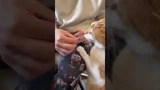 Do my cats go crazy for these treats? How is the quality? YOSSOA