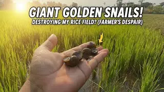 Giant Snail 🐌 and Baby Snail in rice fields | Really Beautiful view with Sunset 🌅 | By Mr Deun 