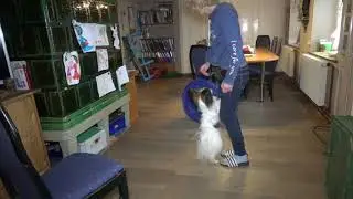 Clickertraining, Lernvideo mit Hund Elu und Elfie 