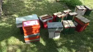 Nastavak radova oko uzgoja matica | Dodavanje zrelih matičnjaka | raspored oplodnjaka na pčelinjaku