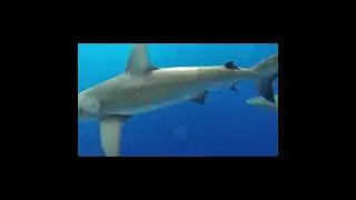 Shark