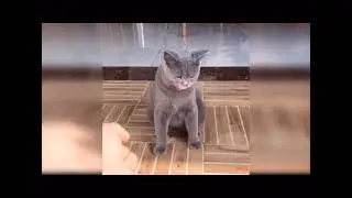 smart cats doing funny things