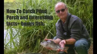 Perch Fishing And Fun Fishing Tips