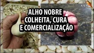 Alho Nobre - Colheita, Cura e Comercialização.