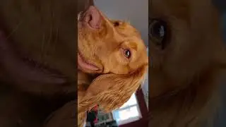Oskie Reviews squeaky dog Toy #fun #dog #cute #cockerspaniel #funny #