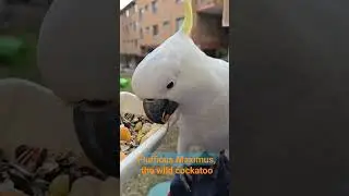 Flufficus Maximus, the wild cockatoo fluffs up on request