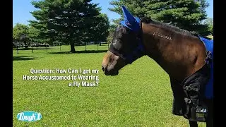 How Can I get my Horse Accustom to Wearing a Fly Mask?