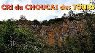 CRIS des CHOUCAS des TOURS