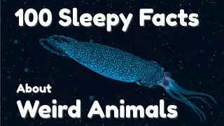 The Most Relaxing Facts About Weird Animals | Calm Sleep Documentary