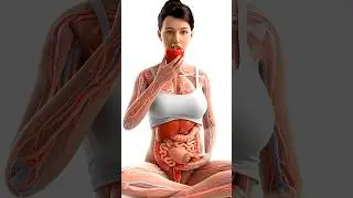 Inside Your Gut: 3D Animation of Red Bell Pepper Digestion | Healthy Digestive Process 🌶️