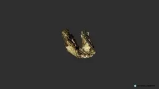 Australopithecus anamensis (KNMKP 29281)