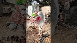 👏👏👏👏👏 #comedy #dabangi #party music #viral #funny #song #love #comedy #bang music  #dance song