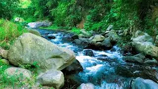Natural Green Stream Flow Atmosphere | For Focus, Mood Boost & Yoga