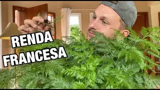 COMO CUIDAR da RENDA FRANCESA e PORTUGUESA - S&Atilde;O A MESMA PLANTA?