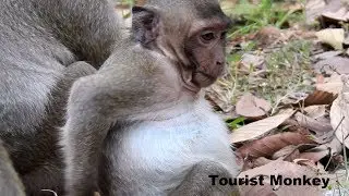 Fat baby monkey, King of cry, Super cry baby monkey, Funny baby monkey,Tourist Monkey Ep 4