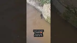 Une loutre en train de p&ecirc;cher dans la rivi&egrave;re Tarn a &eacute;t&eacute; aper&ccedil;ue cet apr&egrave;s-midi 🤩🦦