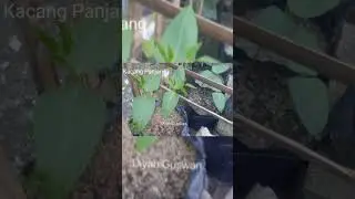 8 jenis benih sayur yang cocok dan mudah ditanam di pekarangan rumah #shorts