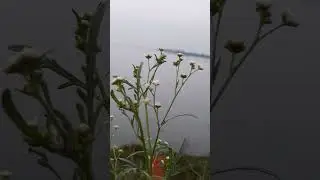 নদীর কিনারায় বনফুল। Flower at river bank. #nature #flowers #flower #flowergarden #river #riverbank