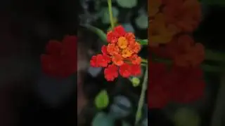 Colorful Lantana Flower 🌸 | Mobile Macro Photography tips and tricks #shorts
