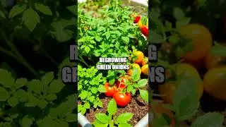 Exploring Thrifty Gardening for Budget-Friendly Living
