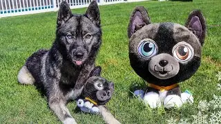 I Turned My Dog Into a Plushie!