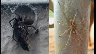 Identifying male vs female spiders, and can spiders breed other types of spiders