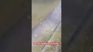 Some baby goldfish STARVE to death 😢
