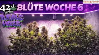 Bl&uuml;tewoche 6 - Salzansammlung, Flush & Pflanzen Update | Spider Farmer Setup Autoflower Indoor Grow