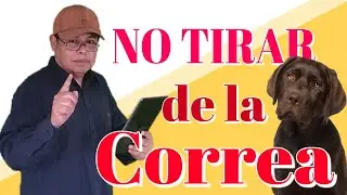 &iexcl;Dile adi&oacute;s a los tirones! Entrena a tu perro para caminar con correa sin problemas