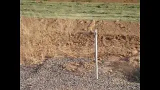 Burrowing Owl at Zanjero Park Gilbert