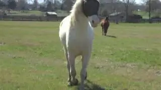 Lame vs normal Gaited horse
