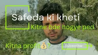 Safeda Ki Kheti Se Profit 💰 | Eucalyptus Tree Growth Reality | Eucalyptus Farming 