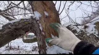 обрезка старых яблонь не далеко от Луховиц