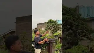 Review c&acirc;y duối của nước bạn Indonesia ❤️