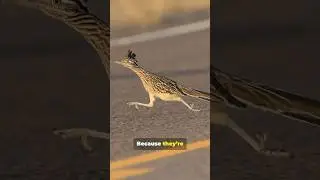 This Bird Is Faster Than You Think! #RoadrunnerFacts #AmazingAnimals #WildlifeShorts #AnimalFacts