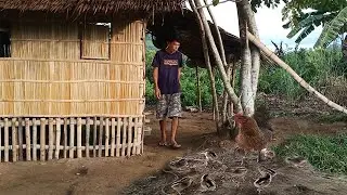 PURE DARAG NATIVE CHICKEN WERE BORN, TAKING CARE OF GOATS, COUNTRYSIDE FARMER